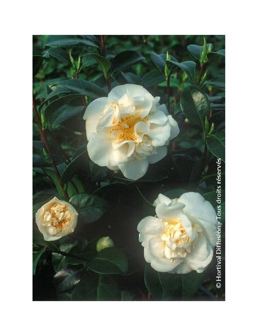 CAMELLIA japonica MADAME HENRI CORMERAIS