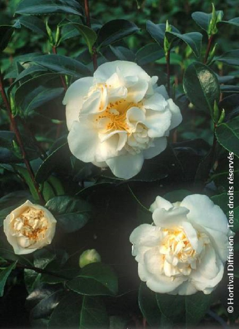 CAMELLIA japonica MADAME HENRI CORMERAIS