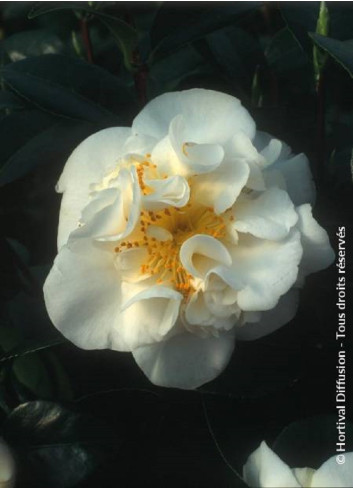 CAMELLIA japonica MADAME HENRI CORMERAIS