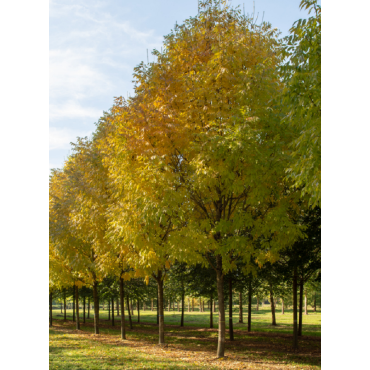 FRAXINUS americana SKYLINE