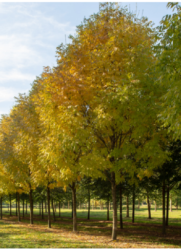 FRAXINUS americana SKYLINE