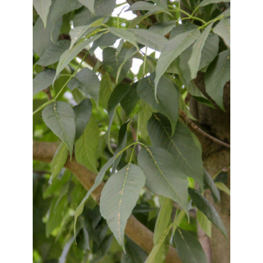 FRAXINUS americana SKYLINE