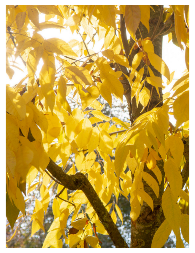 FRAXINUS americana SKYLINE