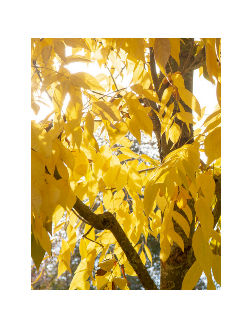 FRAXINUS americana SKYLINE