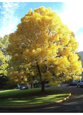 FRAXINUS excelsior JASPIDEA