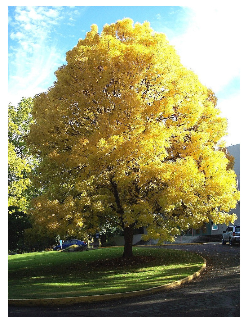 FRAXINUS excelsior JASPIDEA