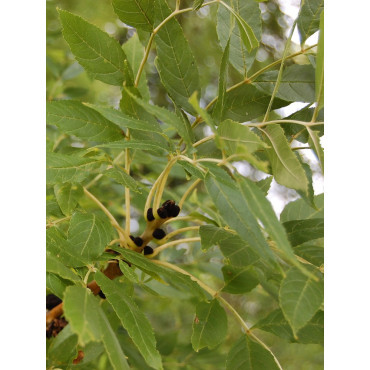 FRAXINUS excelsior JASPIDEA