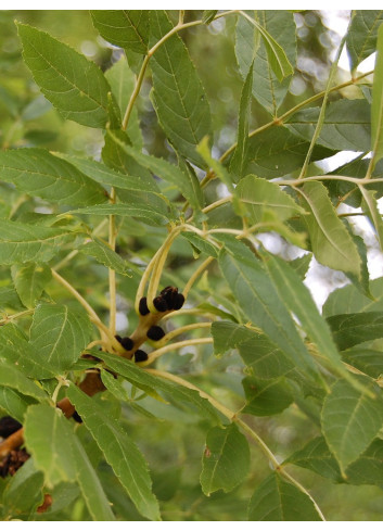 FRAXINUS excelsior JASPIDEA