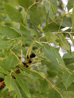FRAXINUS excelsior JASPIDEA