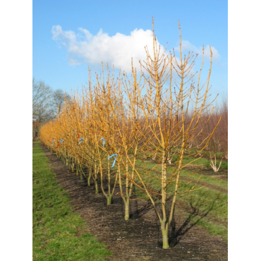 FRAXINUS excelsior JASPIDEA