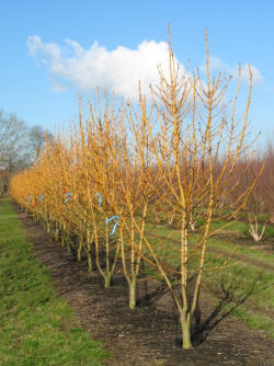 FRAXINUS excelsior JASPIDEA