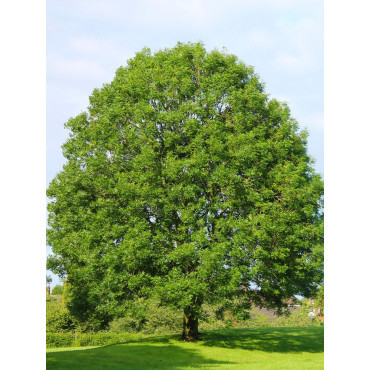 FRAXINUS excelsior