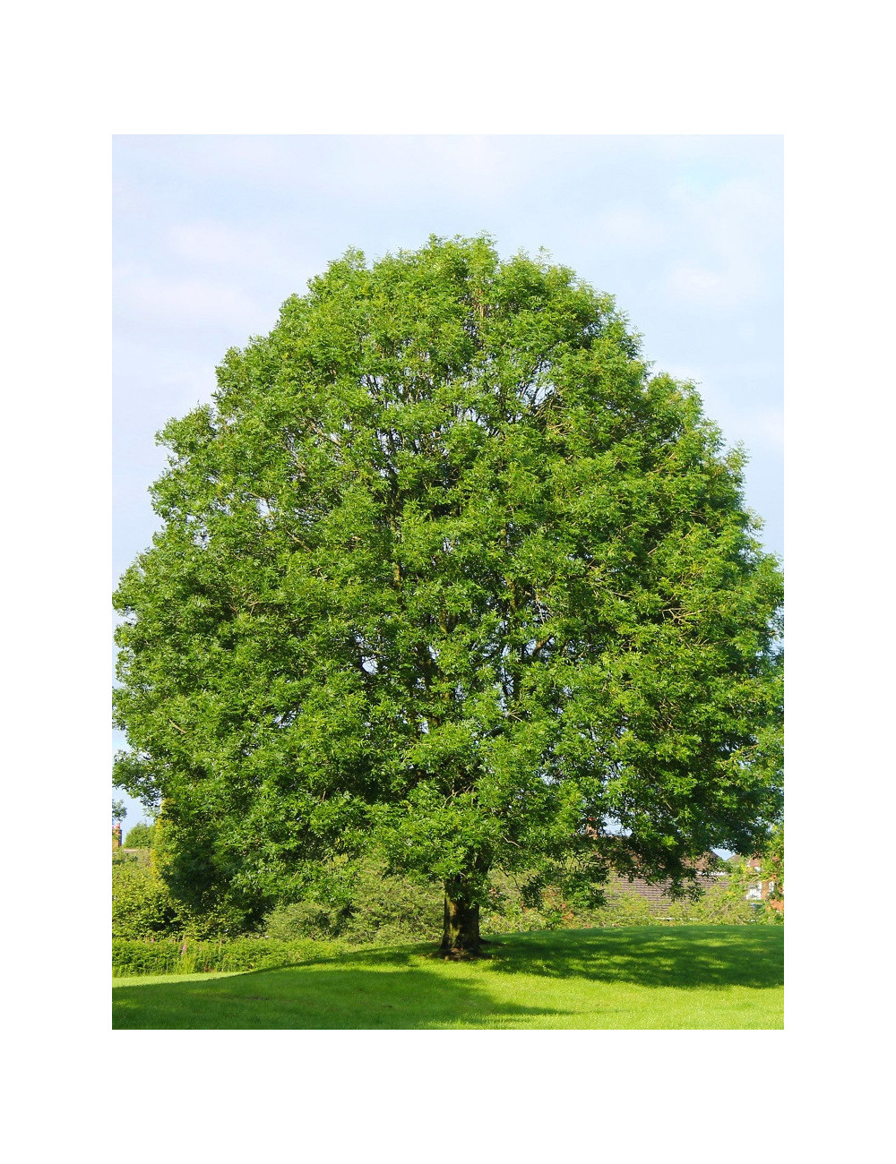 FRAXINUS excelsior