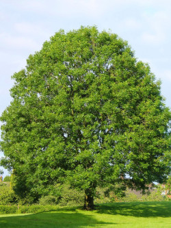 FRAXINUS excelsior