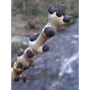 FRAXINUS excelsior