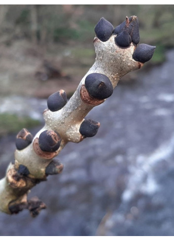 FRAXINUS excelsior