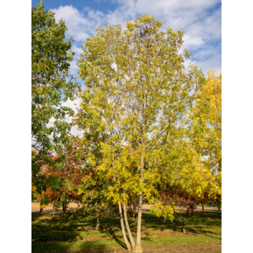 FRAXINUS excelsior