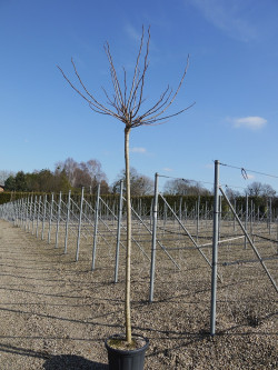MORUS bombycis En pot 35-50 litres tige hauteur du tronc 190-210 cm