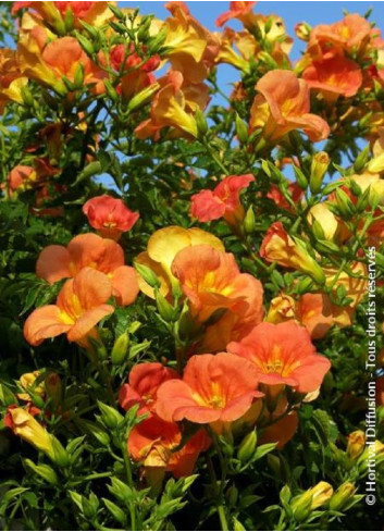 CAMPSIS grandiflora