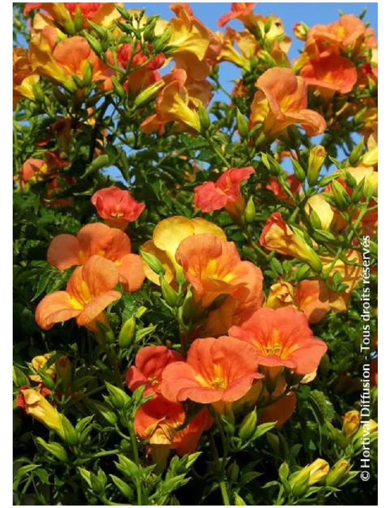 CAMPSIS grandiflora