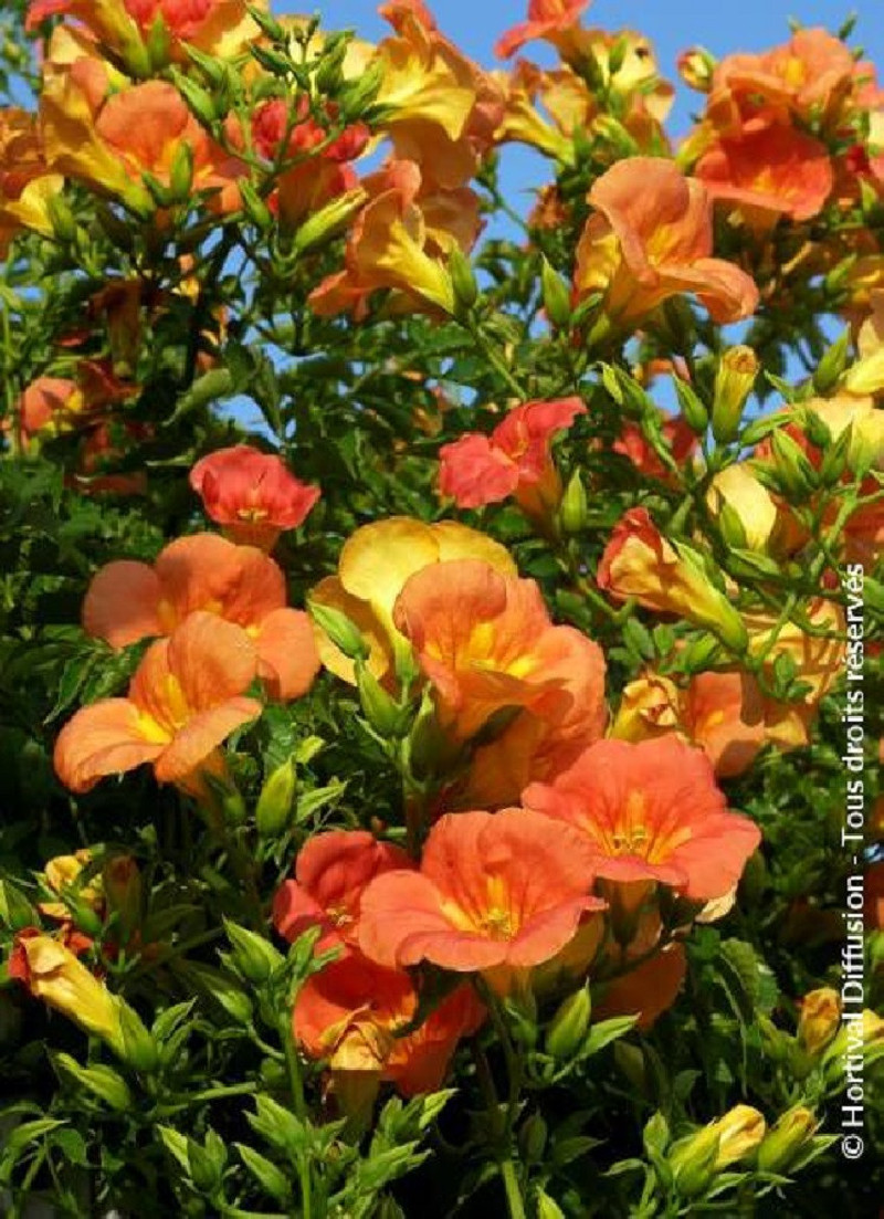 bignone-a-grandes-fleurs-campsis-grandiflora.jpg