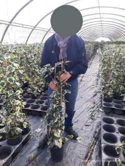 lierre-de-colchide-dentata-variegata-hedera-colchica-dentata-variegata-2.jpg