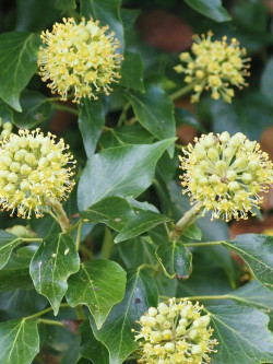 HEDERA helix