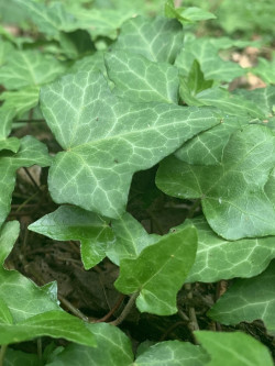 HEDERA helix