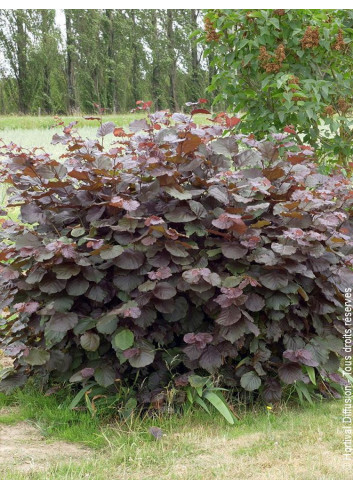 CORYLUS maxima PURPUREA