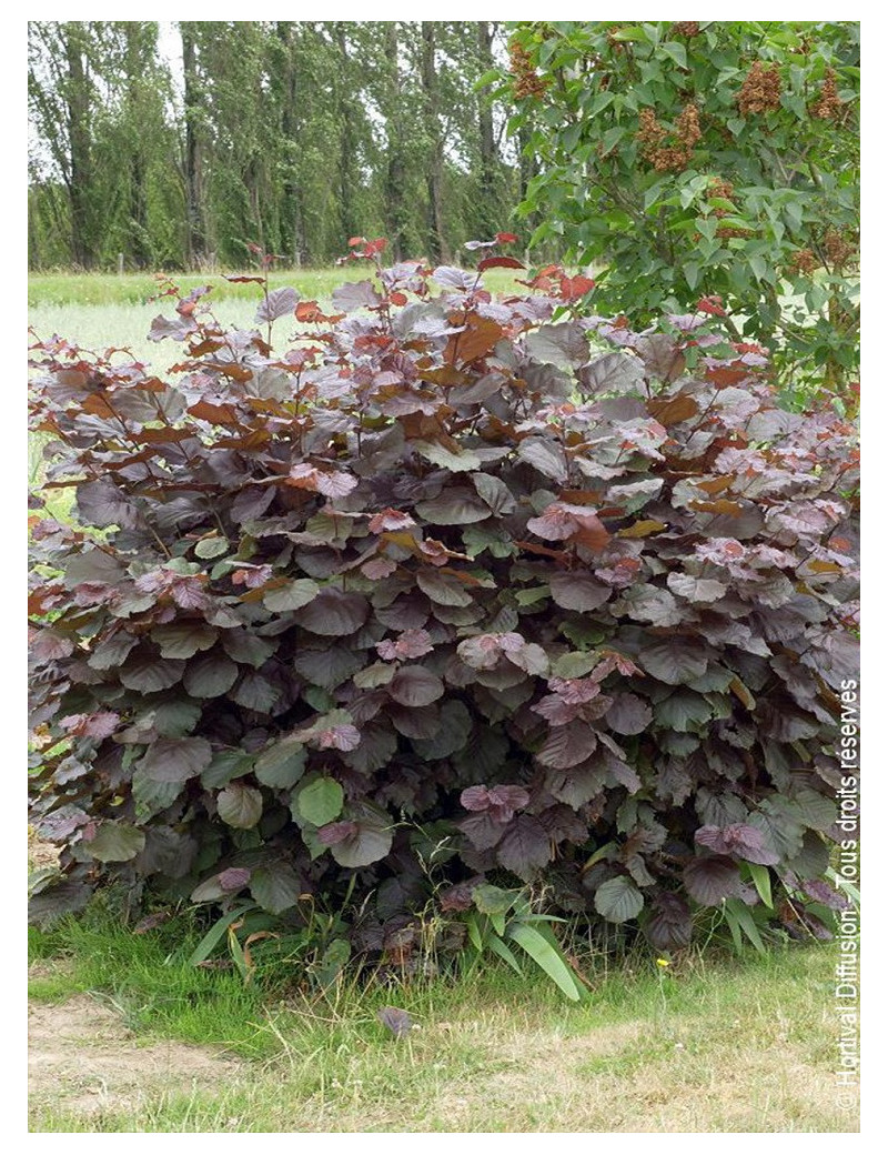 CORYLUS maxima PURPUREA