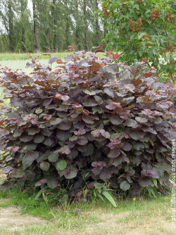 CORYLUS maxima PURPUREA
