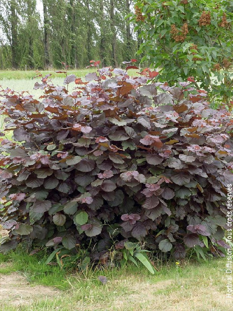 CORYLUS maxima PURPUREA