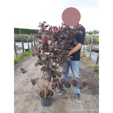 CORYLUS maxima PURPUREA En pot de 10-12 litres