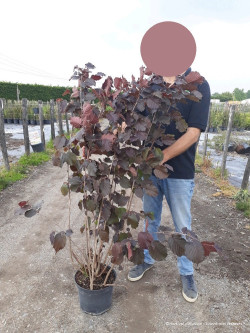 CORYLUS maxima PURPUREA En pot de 10-12 litres buisson hauteur 080-100 cm