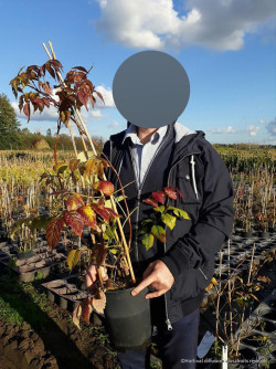 CAMPSIS radicans STROMBOLI