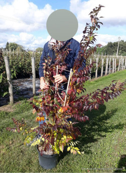 CAMPSIS radicans STROMBOLI