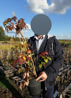 CAMPSIS tagliabuana MME GALEN