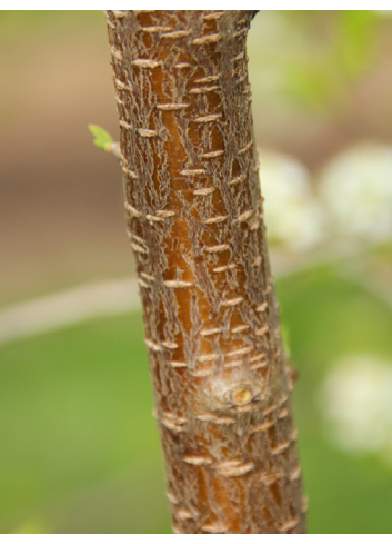 PRUNUS mahaleb