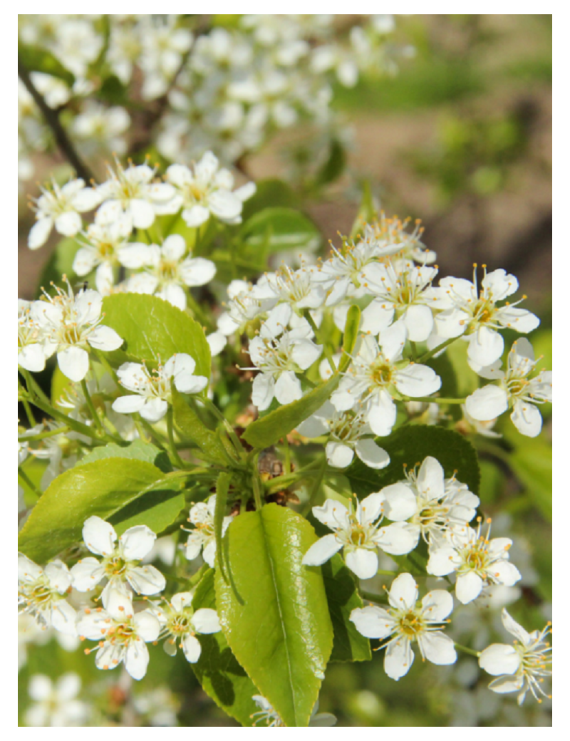 PRUNUS mahaleb