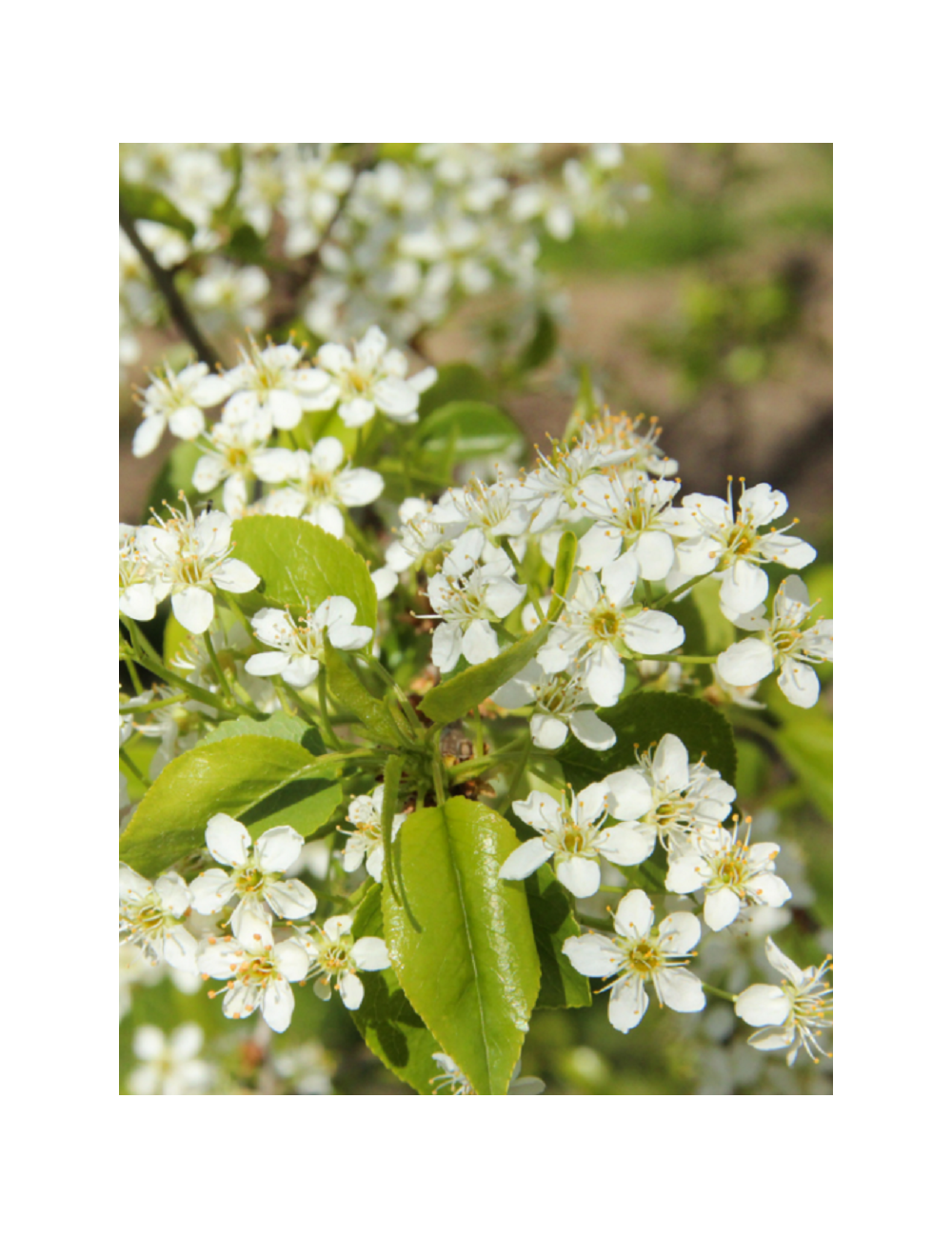 PRUNUS mahaleb