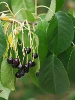 PRUNUS mahaleb