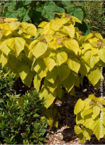 CATALPA bignonioides AUREA