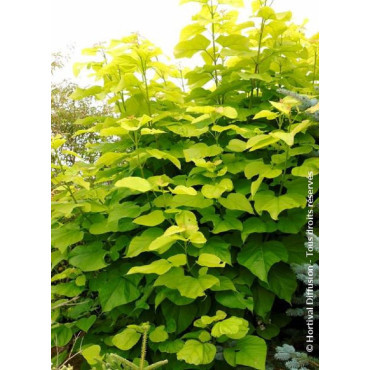 CATALPA bignonioides AUREA