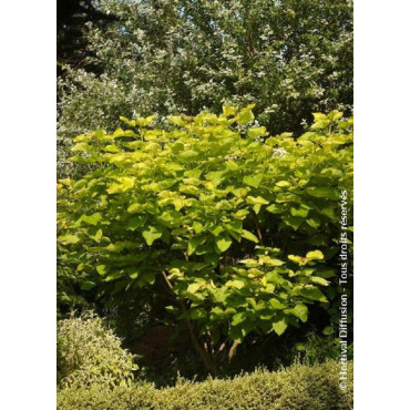 CATALPA bignonioides AUREA