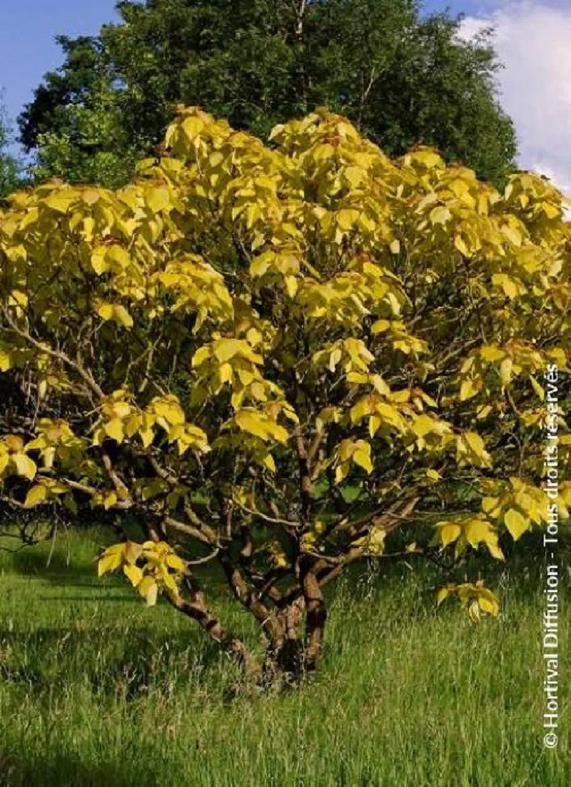 Catalpa meridionale, un sigaro albero o fagiolo indiano Tree (Catalpa bignonioides, Catalpa