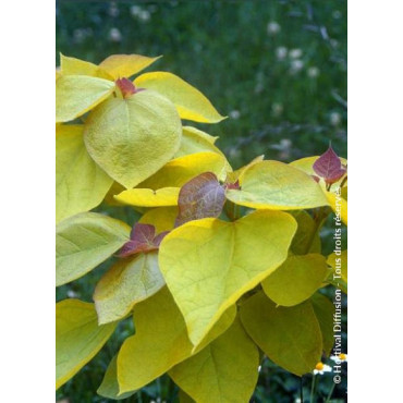 CATALPA bignonioides AUREA