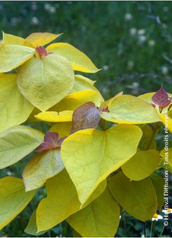 CATALPA bignonioides AUREA