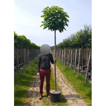 CATALPA bignonioides NANA En pot de 25-30 litres forme tige hauteur du tronc 180-200 cm