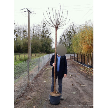 CATALPA bignonioides NANA En pot de 25-30 litres forme tige hauteur du tronc 180-200 cm