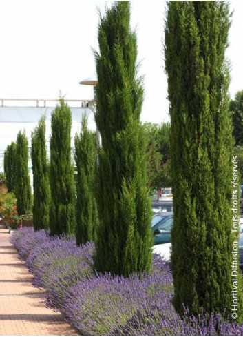 CUPRESSUS sempervirens STRICTA